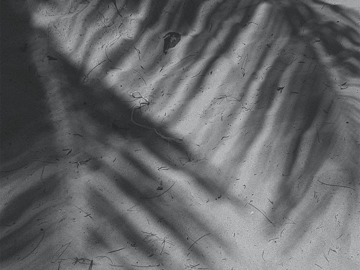 Black and white artistic view of palm leaf shadows cast on textured sand at the beach.