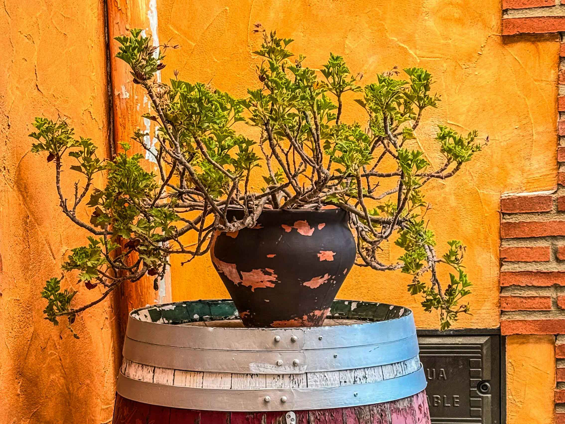 Rustic potted plant placed on top of a painted barrel against a warm terracotta wall with brick details.