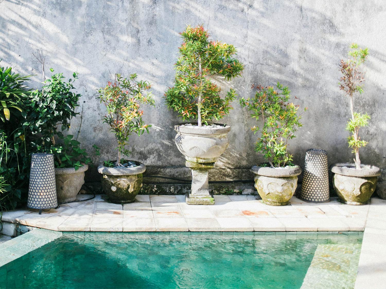 Tropical potted plants and greenery arranged beside a pool with turquoise water, creating a relaxing outdoor setting.